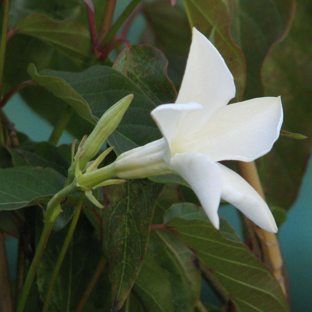 Mandevilla laxa - Jasmin du Chili