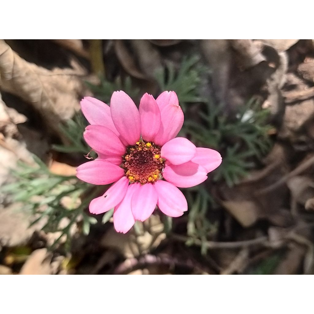 Marguerite du Maroc African Rose - Rhodanthemum hosmariense  Mini-motte