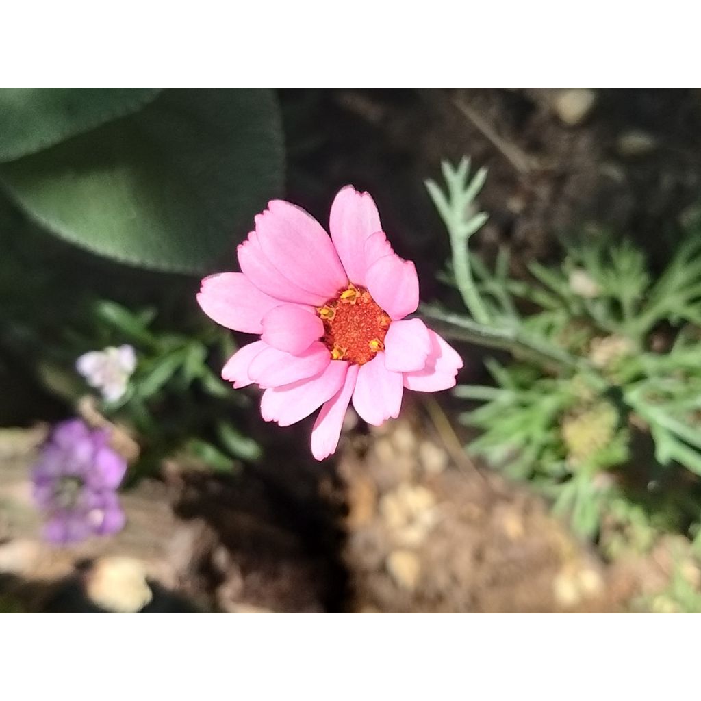Marguerite du Maroc African Rose - Rhodanthemum hosmariense  Mini-motte
