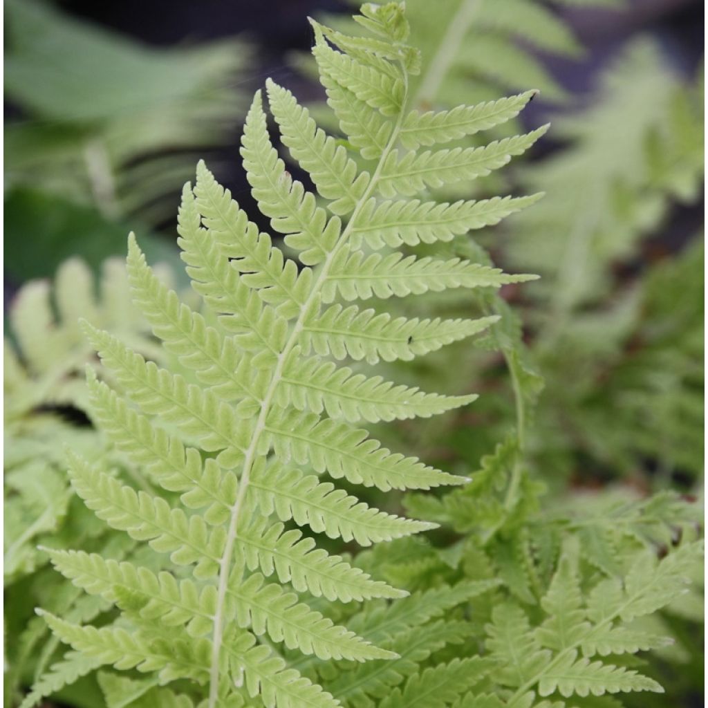 Matteuccia pensylvanica -  Fougère allemande