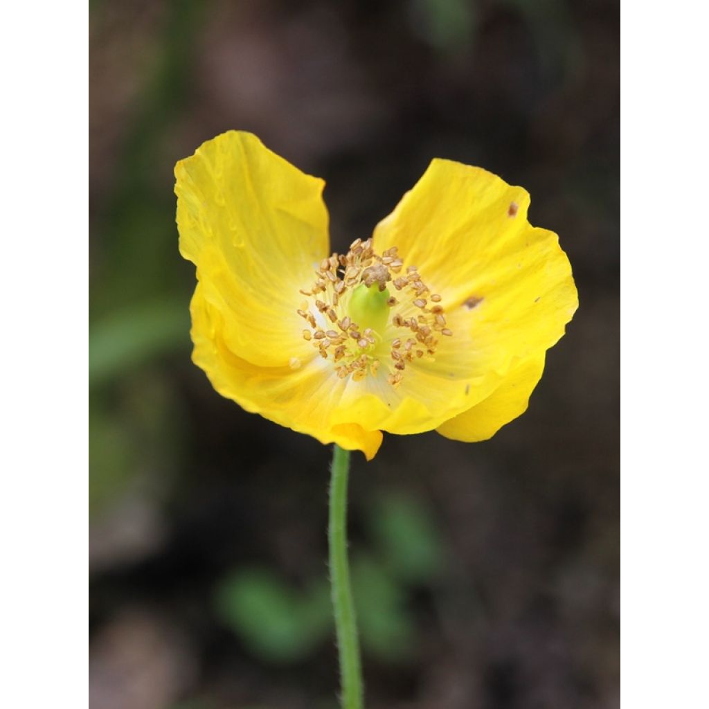 Pavot du Pays de Galles - Meconopsis cambrica