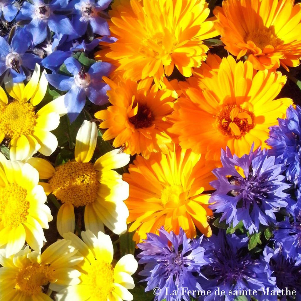 Mélange de Fleurs Comestibles Bio - Ferme de Ste Marthe