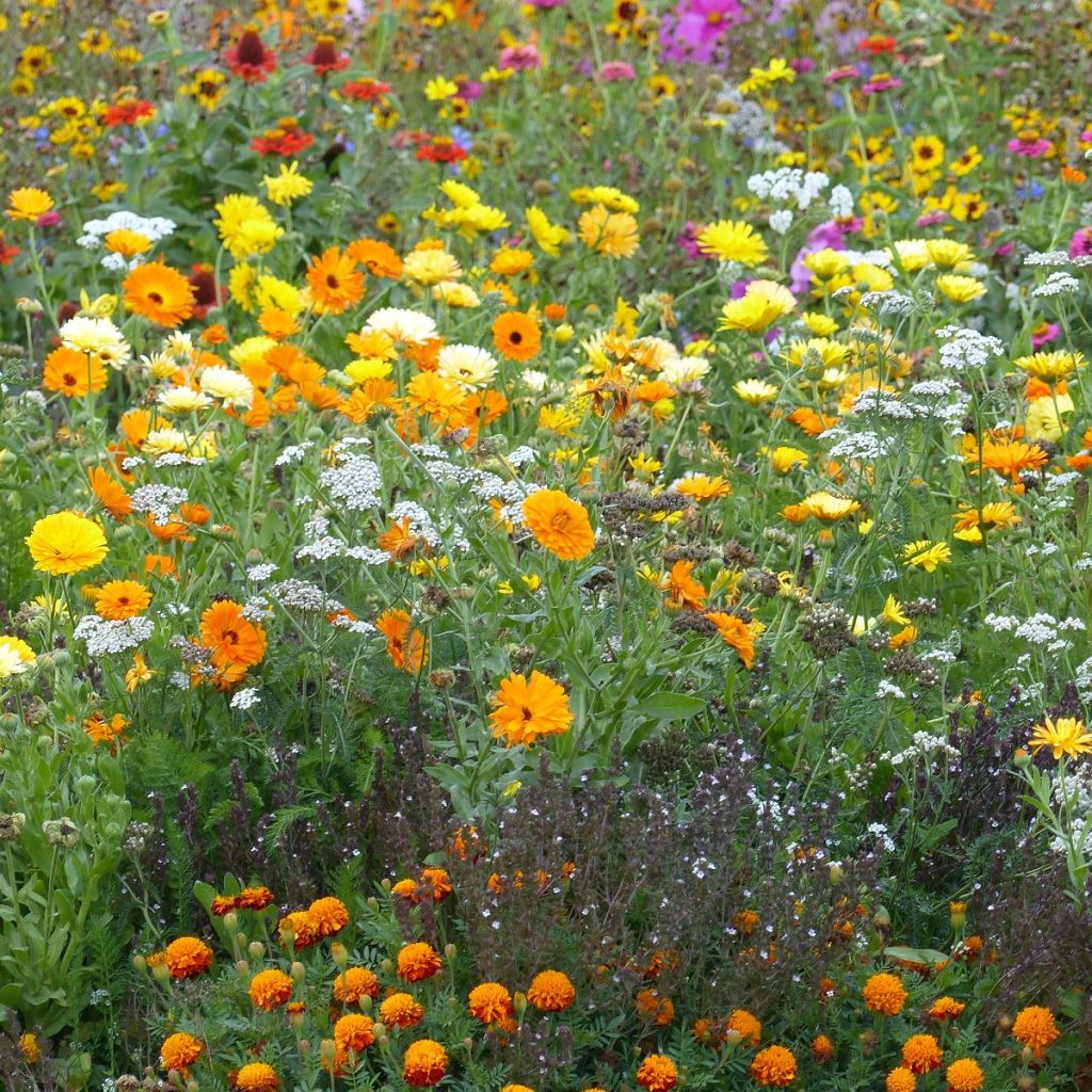 Mélange de fleurs répulsives pucerons - Jachère