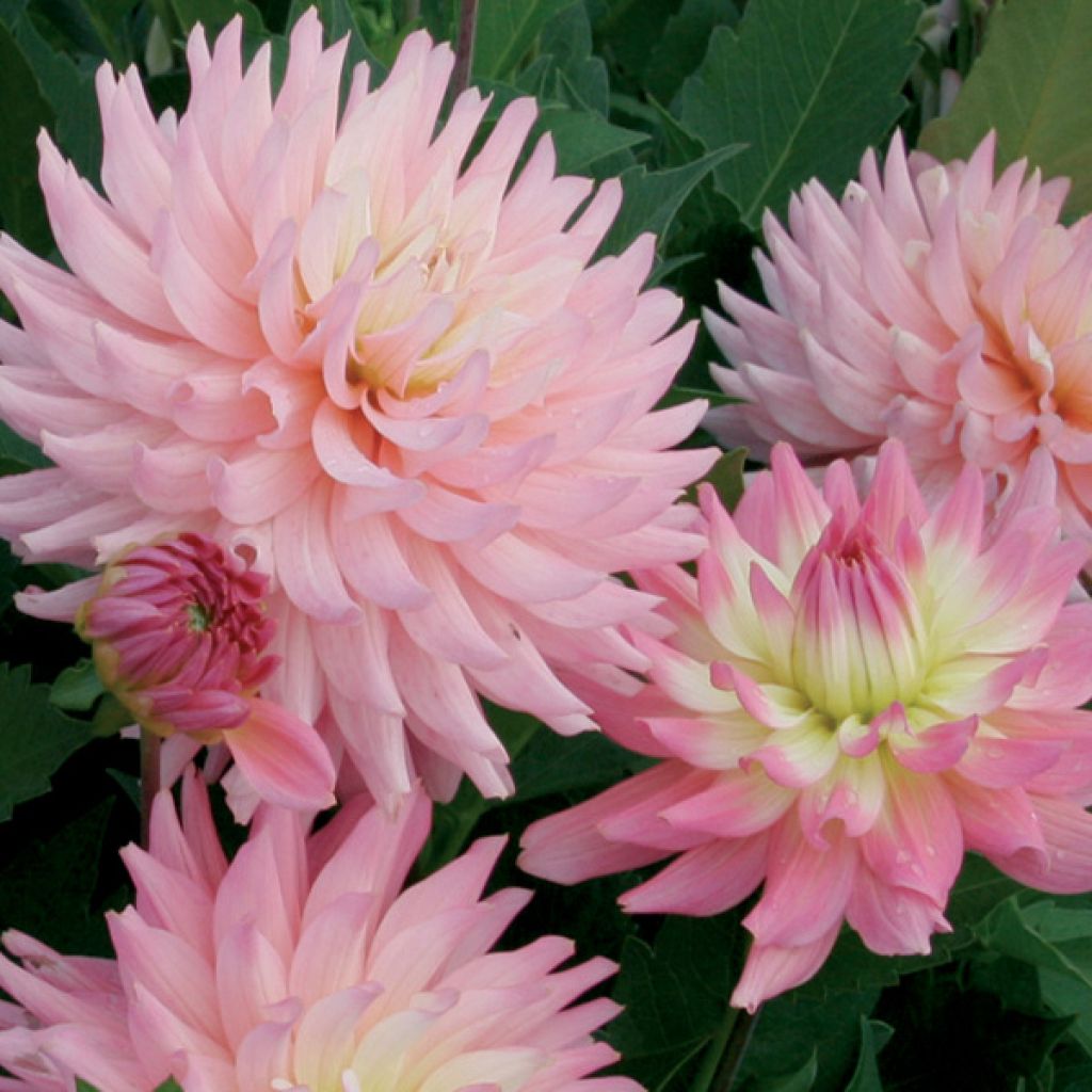 Dahlia Melody Gipsy