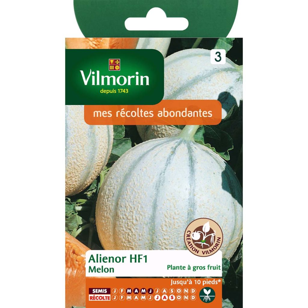 Melon Aliénor HF1 (Création Vilmorin) - Vilmorin
