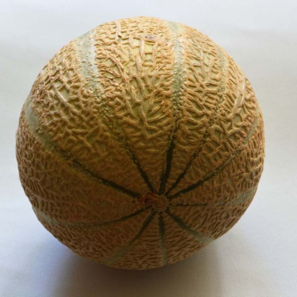 Melon Anasta F1 en plants