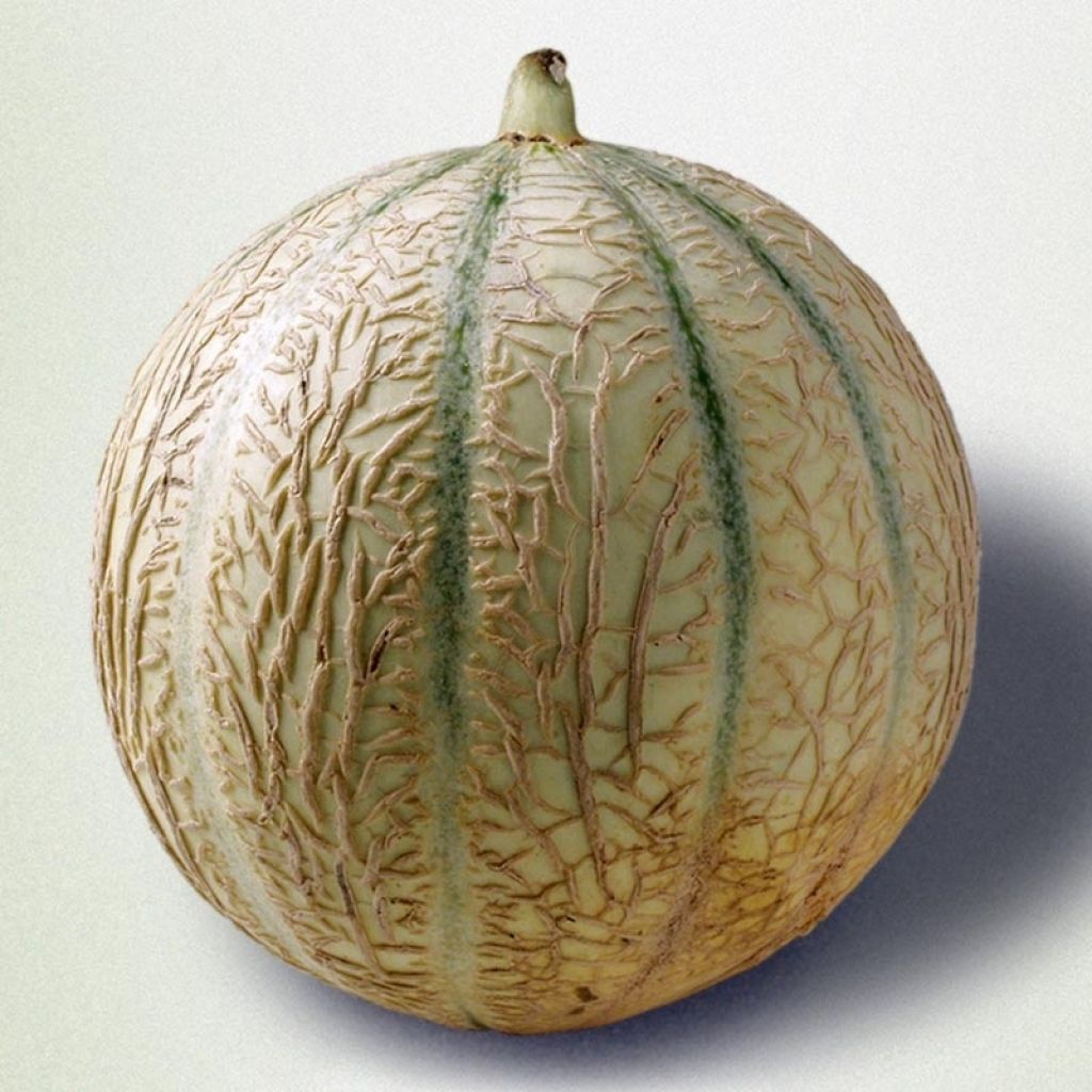 Melon Cyrano F1 GREFFE en plants
