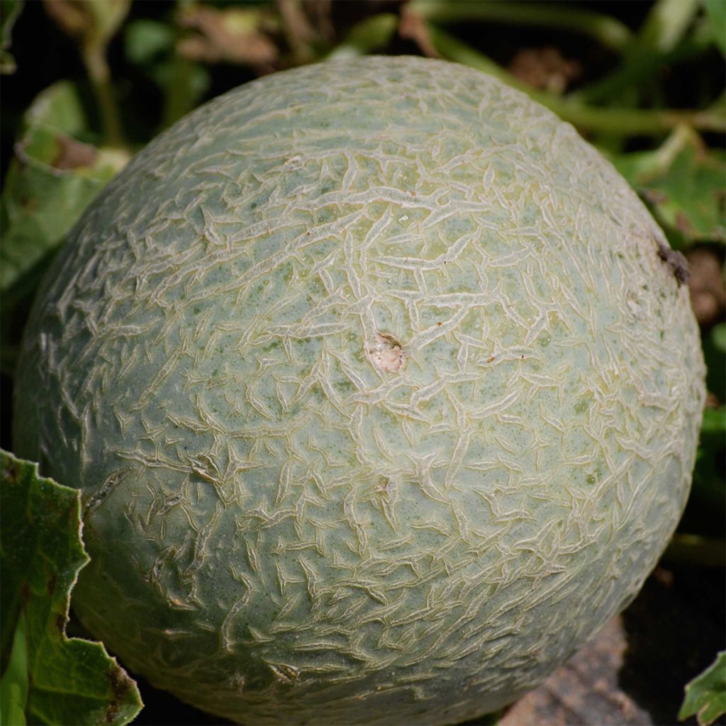 Melon sucrin de Tours Bio - Ferme de Ste Marthe