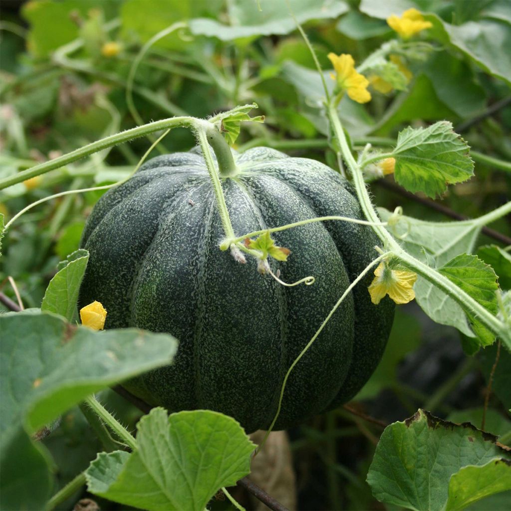 Melon Vert Espagnol Bio - Le pot compostable de 10,5 cm : Plants