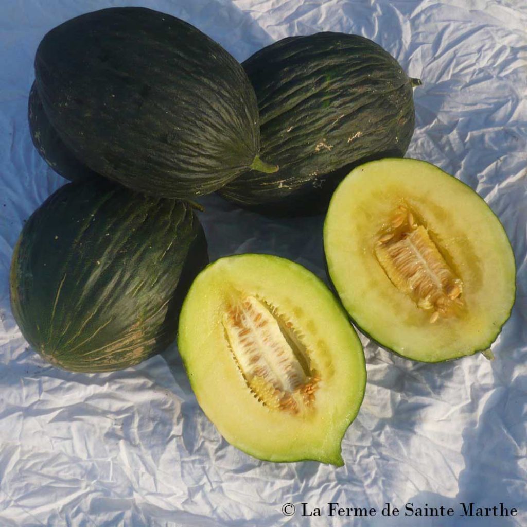 Melon Vert Olive d'Hiver Bio - Ferme de Ste Marthe