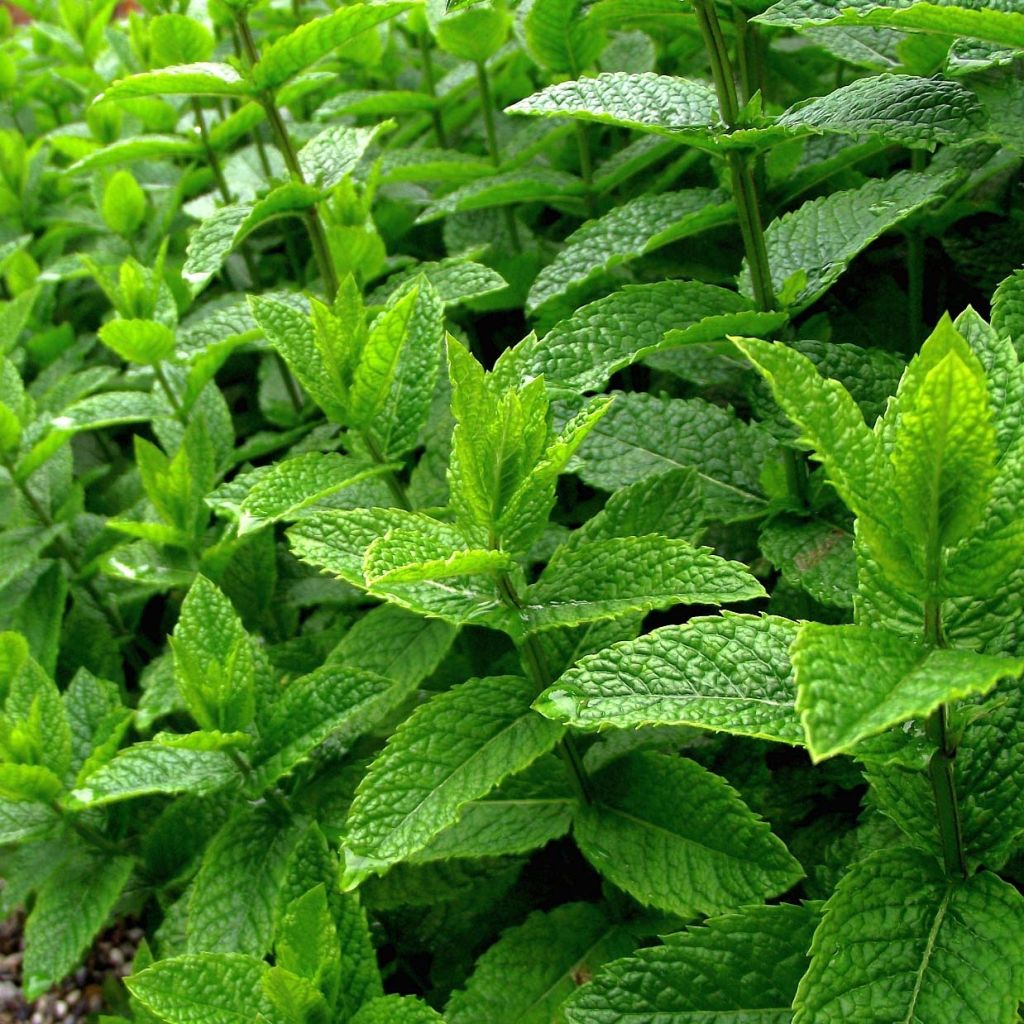 Menthe poivrée - Mentha piperata en plant BIO