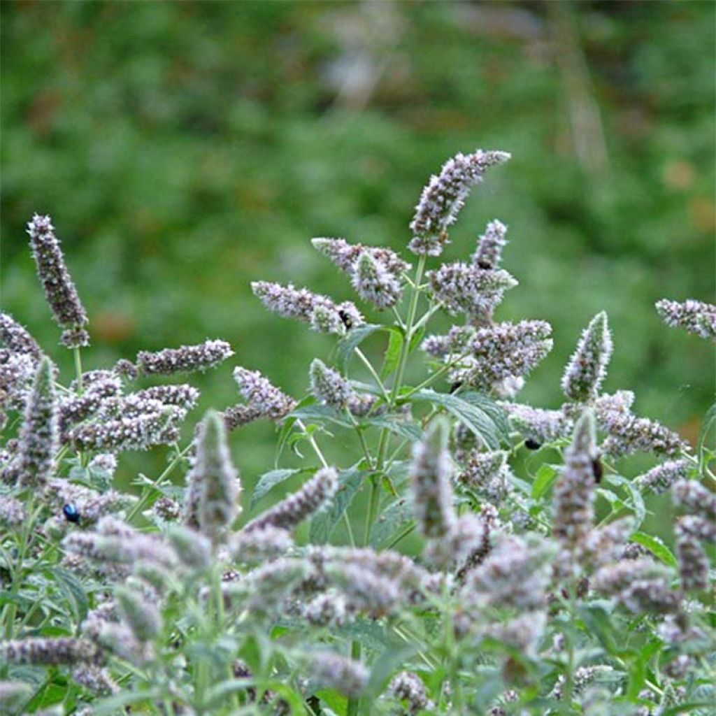 Menthe buddleia - Mentha longifolia Buddleja