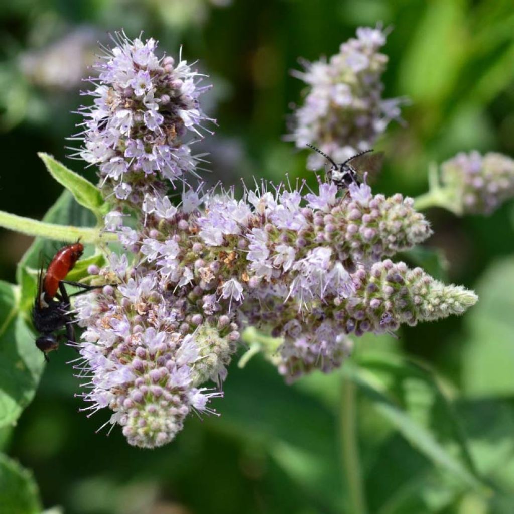 Menthe buddleia - Mentha longifolia Buddleja