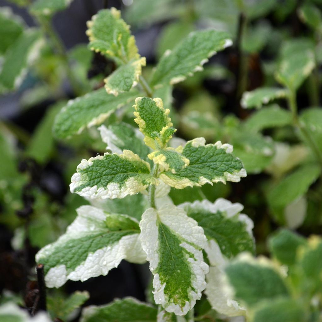 Menthe panachée - Mentha suaveolens Variegata