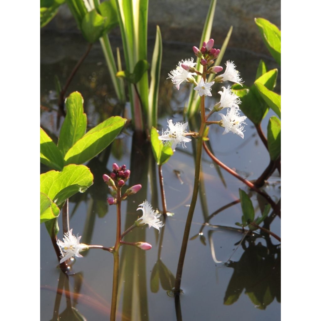 Trèfle d'eau - Menyanthes trifoliata