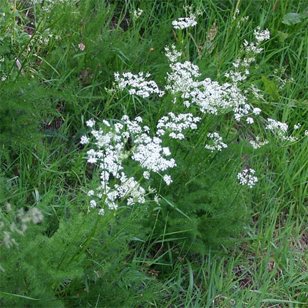 Meum athamanticum - Cerfeuil des Alpes