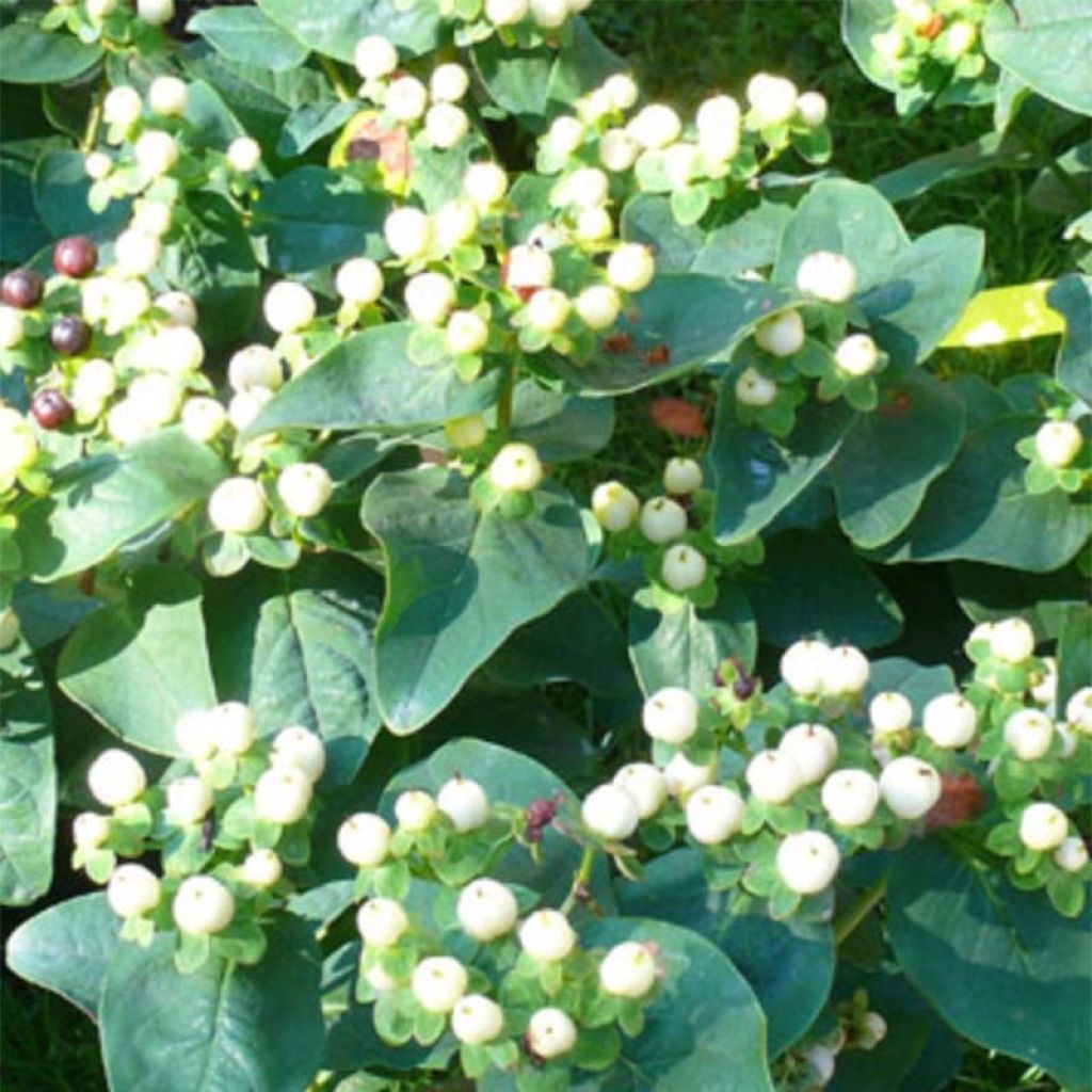 Millepertuis Magical White Kolmawhi - Hypericum (x) inodorum 