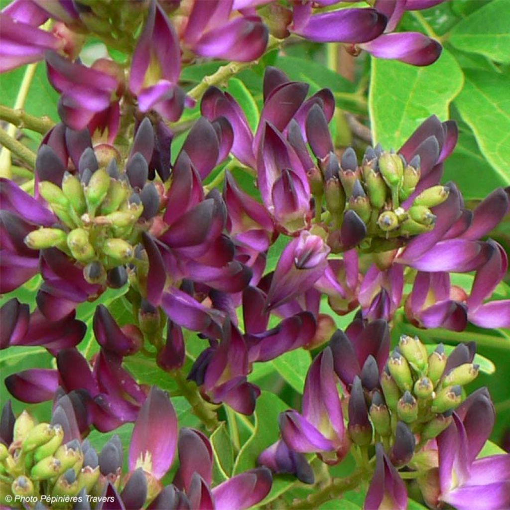 Glycine d'été - Millettia japonica Satsuma