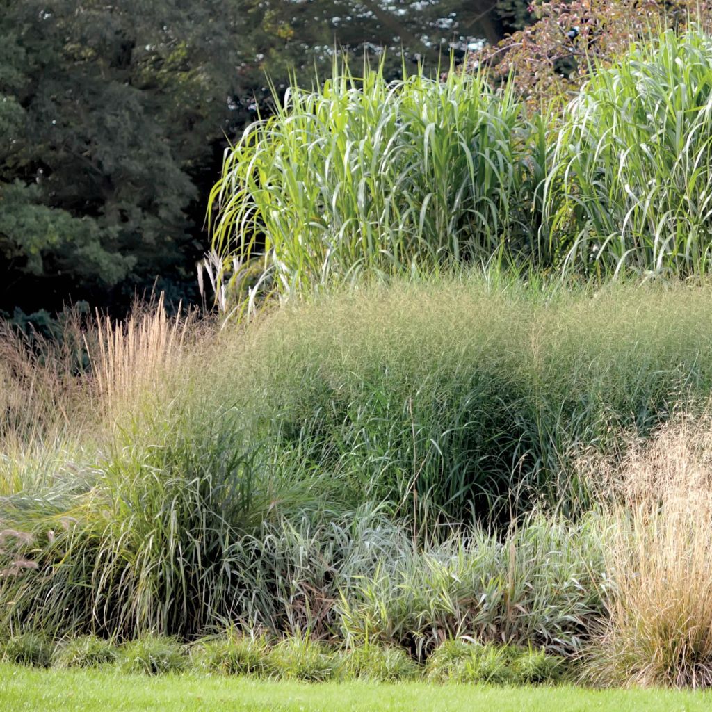 Miscanthus Giganteus - Roseau de Chine géant