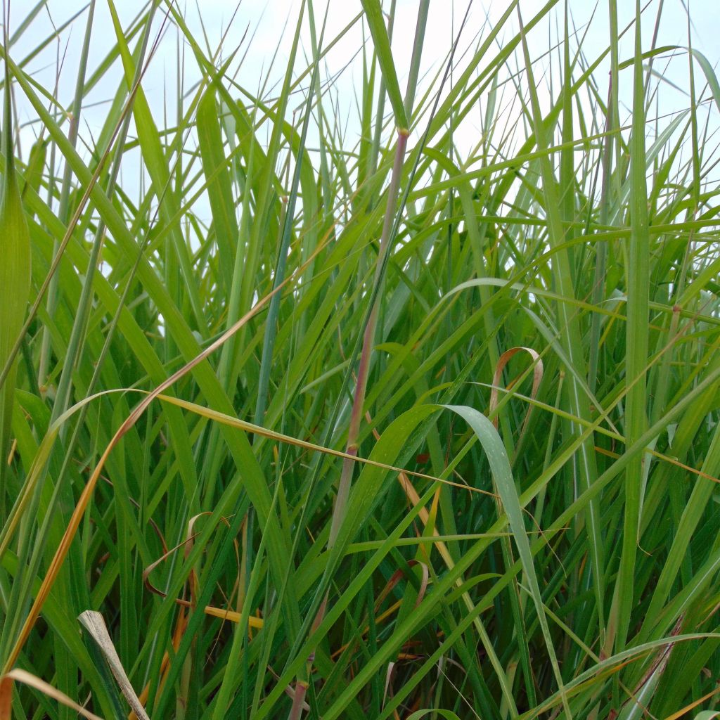 Miscanthus Giganteus - Roseau de Chine géant