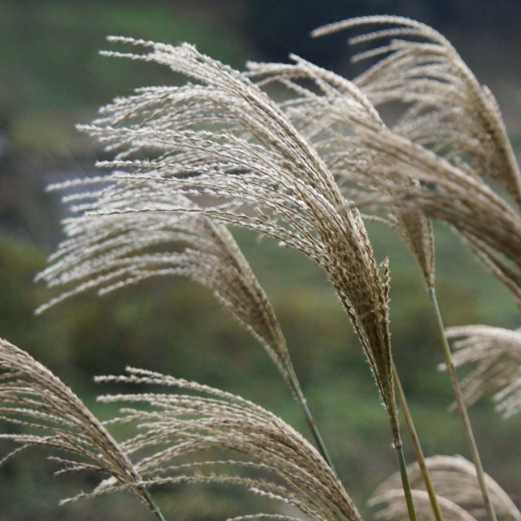 Miscanthus Giganteus - Roseau de Chine géant