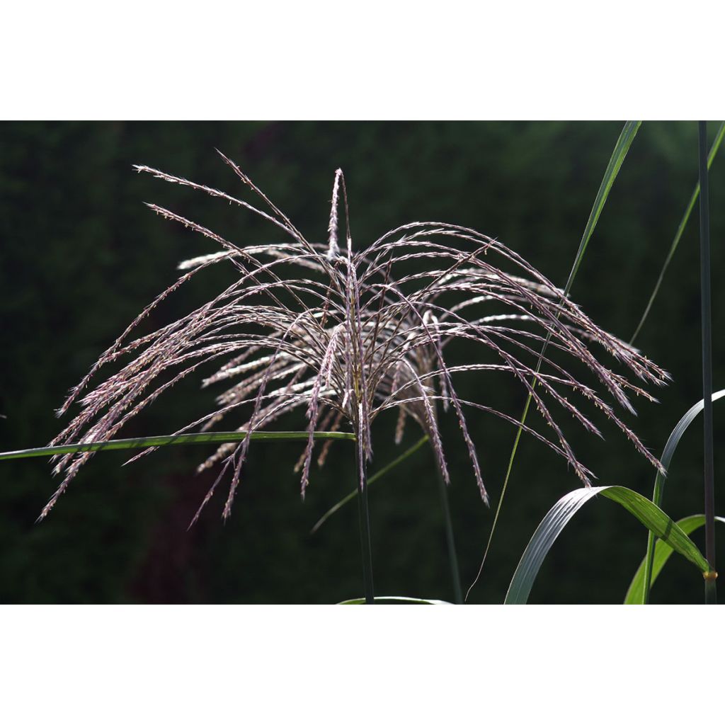 Miscanthus Giganteus - Roseau de Chine géant