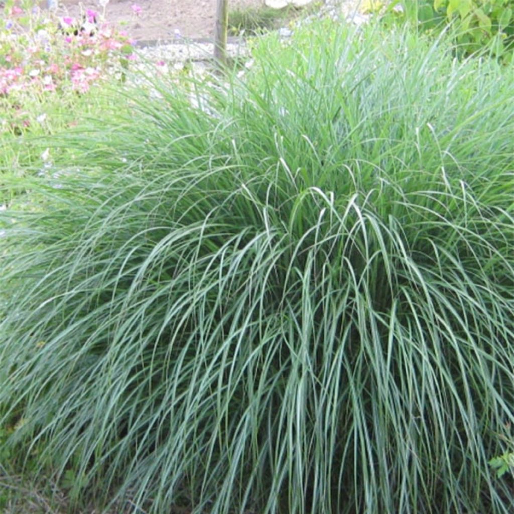 Miscanthus sinensis Adagio - Roseau de Chine