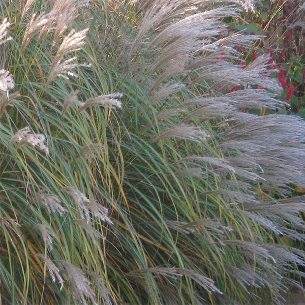 Miscanthus sinensis Adagio - Roseau de Chine