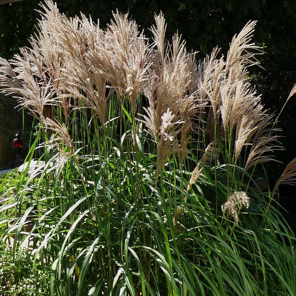 Miscanthus sinensis Malepartus - Eulalie, Roseau de Chine