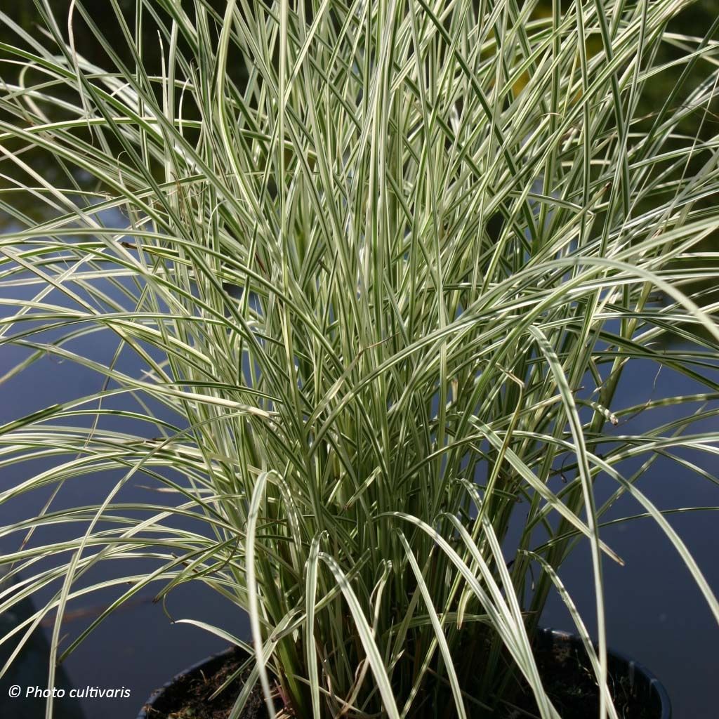 Miscanthus sinensis Morning Bright - Roseau de Chine