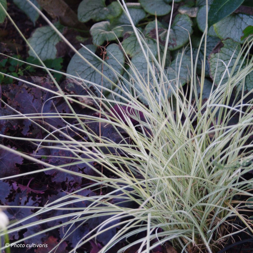 Miscanthus sinensis Morning Bright - Roseau de Chine