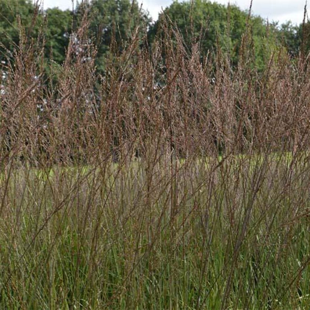 Molinia arundinacea Karl Foerster - Molinie