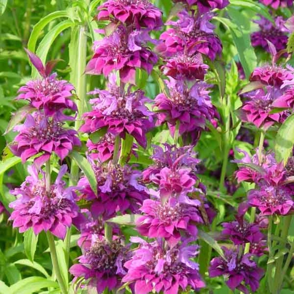 Monarde annuelle Bergamo rose pourpre