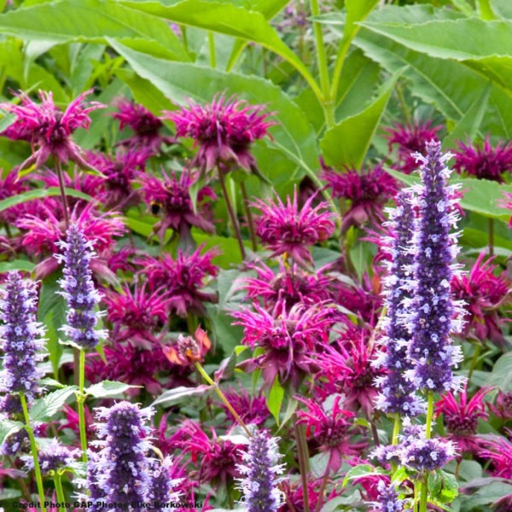 Monarde Heidelerche - Bergamote