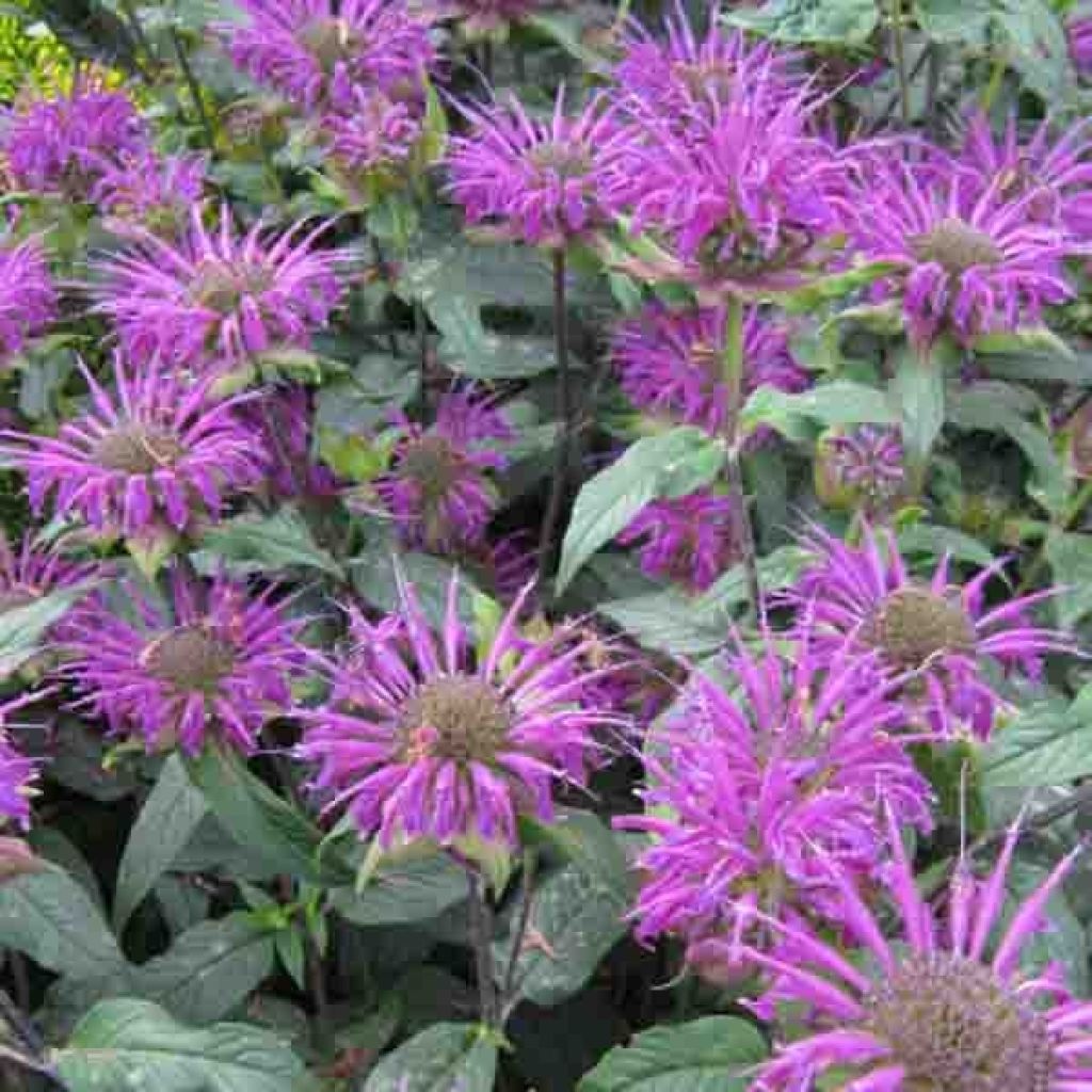 Monarde Prärienacht - Bergamote Lilas pourpre