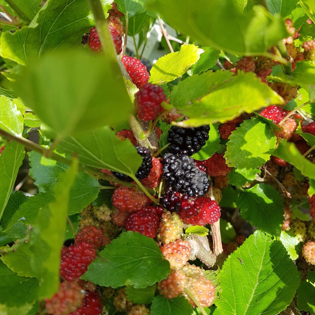 Mûrier nain Mojo Berry - Morus rotundiloba