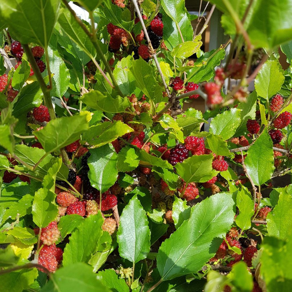 Mûrier nain Mojo Berry - Morus rotundiloba