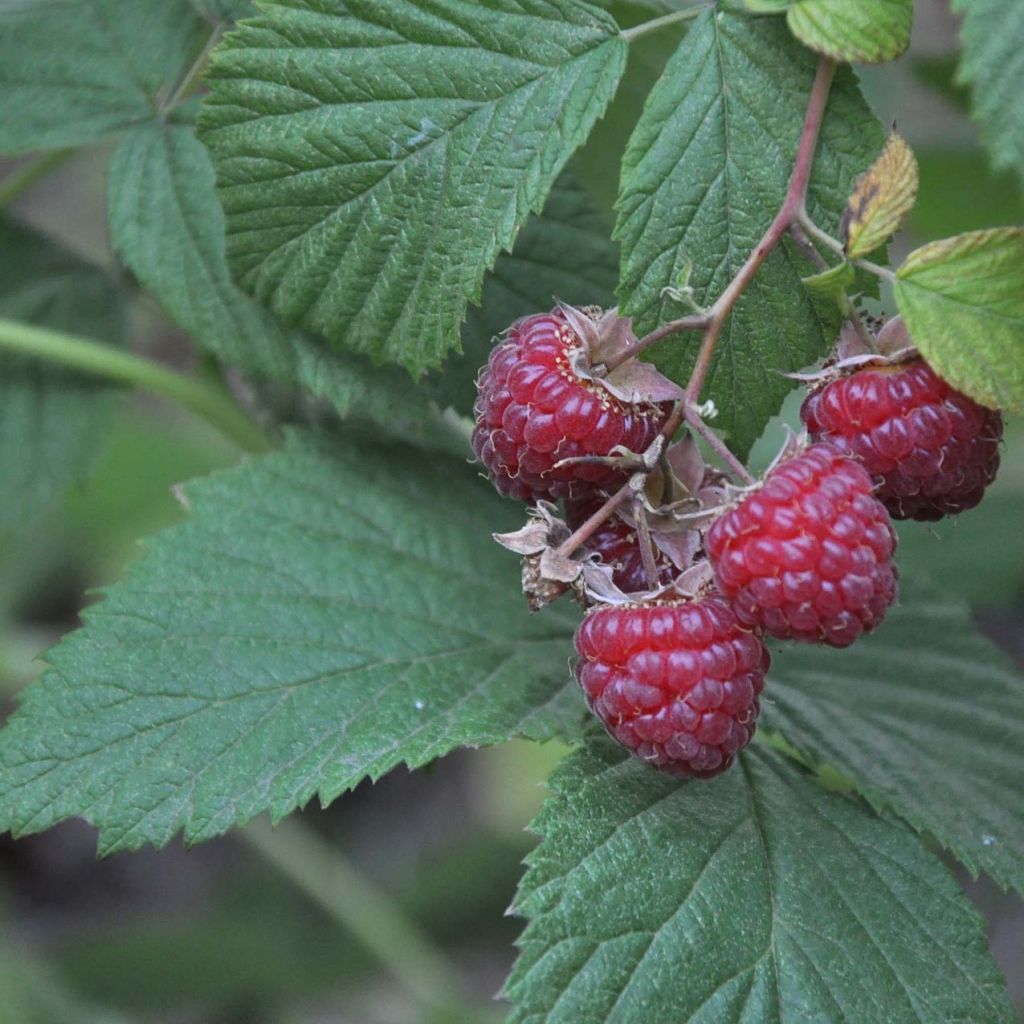 Mûre sans épines Loganberry - Mûre-framboise