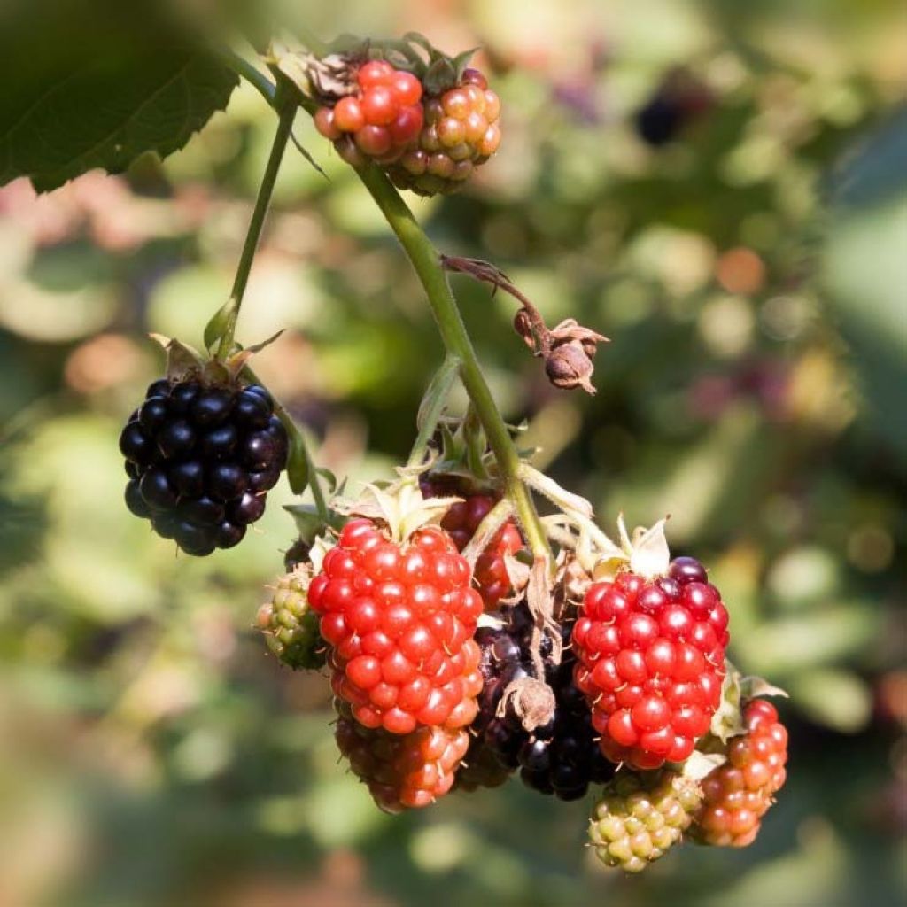 Mûre sans épines Loganberry - Mûre-framboise