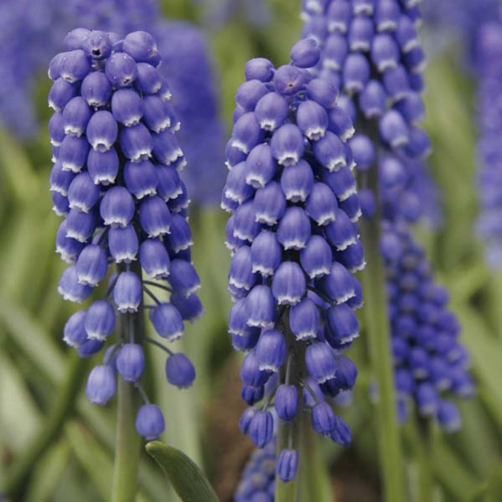 Muscari Armeniacum Big Smile