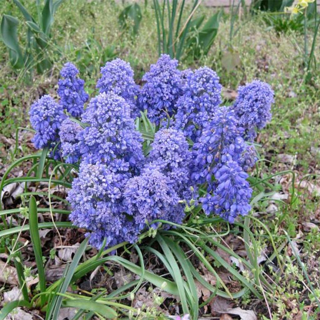 Muscari armeniacum Blue Spike