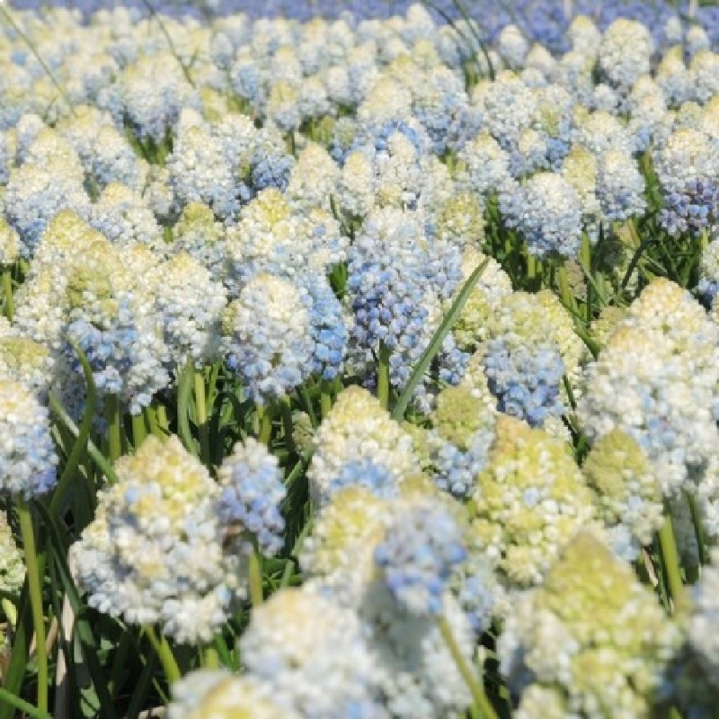 Muscari armeniacum Double Beauty