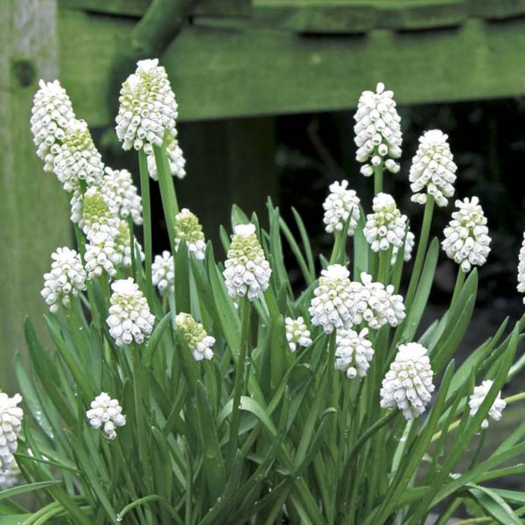 Muscari aucheri White Magic