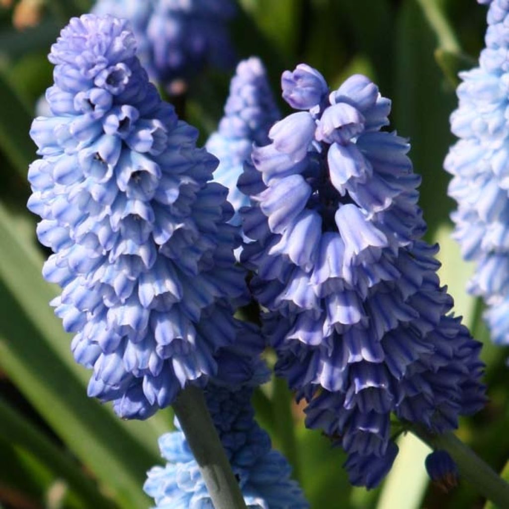 Muscari azureum