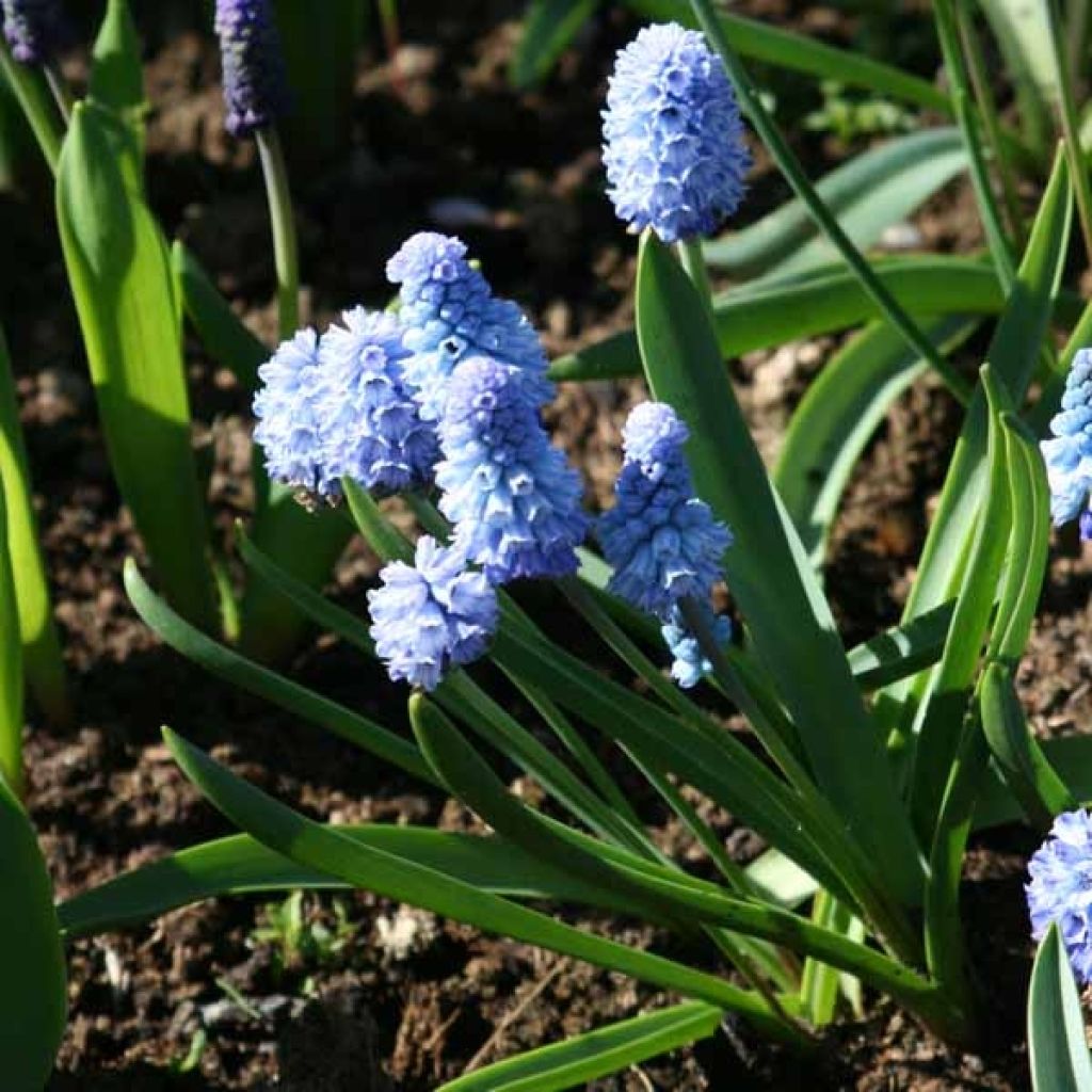 Muscari azureum