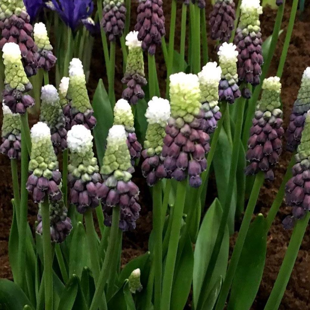 Muscari Grape Ice