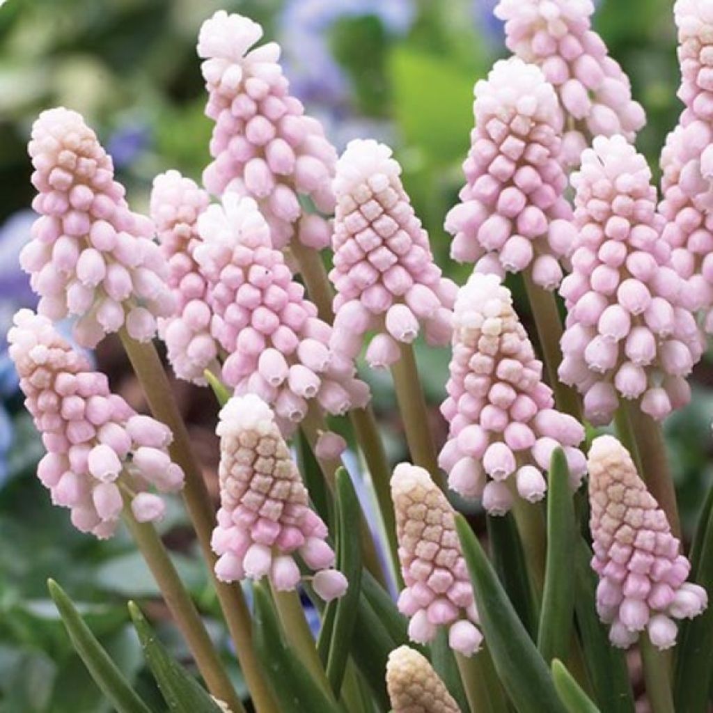 Muscari Pink Sunrise