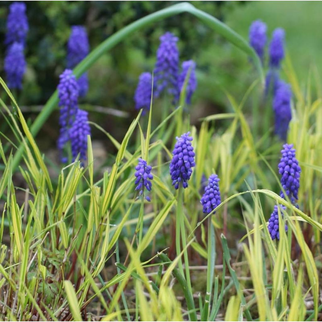 Muscari armeniacum 6+