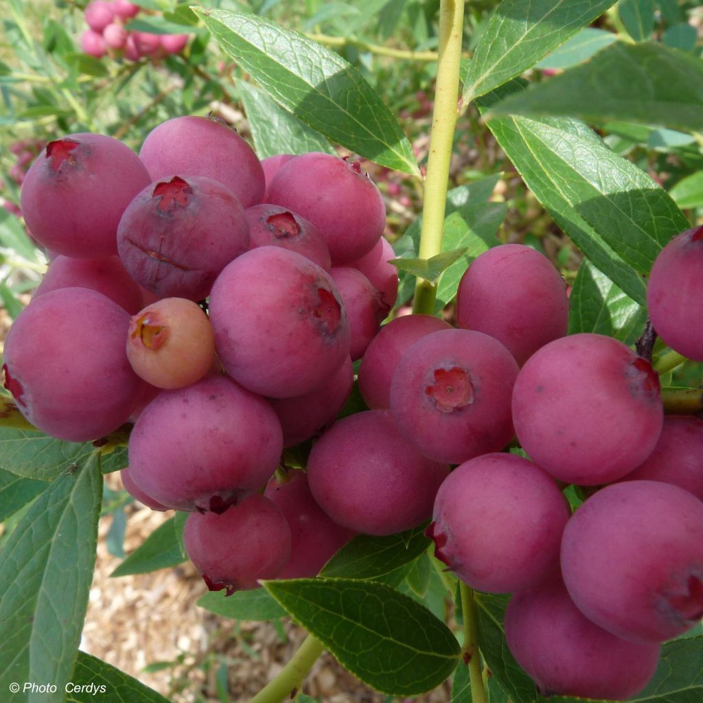 Myrtillier Pink Lemonade - Myrtille rose