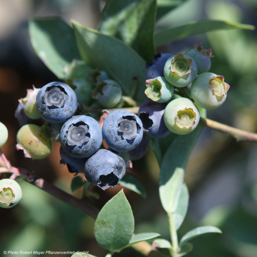 Myrtillier Powder Blue - Vaccinium ashei